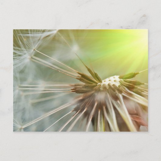 Dandelion Flower Briefkaart (Voorkant)