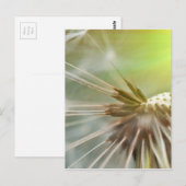Dandelion Flower Briefkaart (Voorkant / Achterkant)