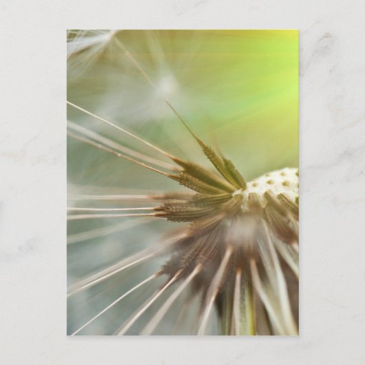 Dandelion Flower Briefkaart (Voorkant)