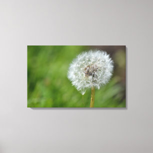 Dandelion Flower Canvas Afdruk