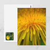 Dandelion Flower | Fotografie van Floral en Macro Briefkaart (Voorkant / Achterkant)