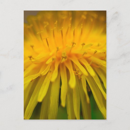 Dandelion Flower | Fotografie van Floral en Macro Briefkaart (Voorkant)