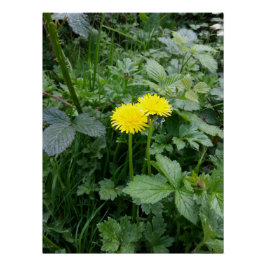 Dandelion Flower Perfect Poster