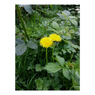Dandelion Flower Perfect Poster