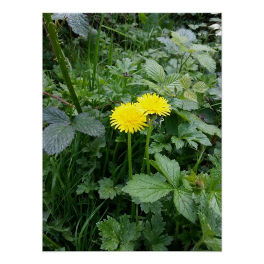 Dandelion Flower Perfect Poster (Voorkant)