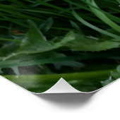 Dandelion Flower Perfect Poster (Hoek)