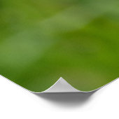 Dandelion Flower Poster (Hoek)