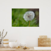 Dandelion Flower Poster (Keuken)