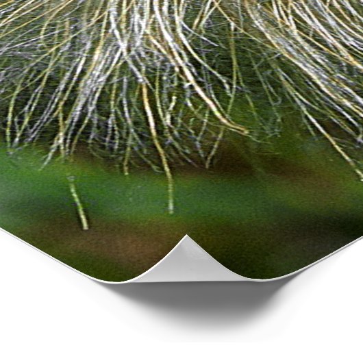 Dandelion Flower Poster (Hoek)