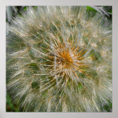 Dandelion Flower Poster (Voorkant)