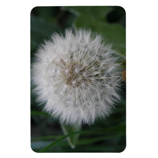 Dandelion Flower Premium Magnet Magneet (Verticaal)