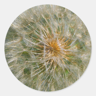 Dandelion Flower Ronde Sticker