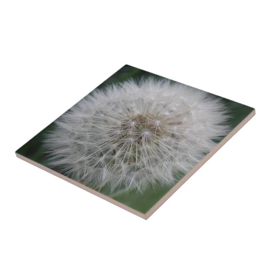 Dandelion Flower Tile Tegeltje (Zijkant)