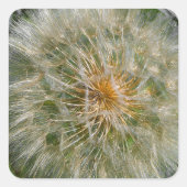 Dandelion Flower Vierkante Sticker (Voorkant)