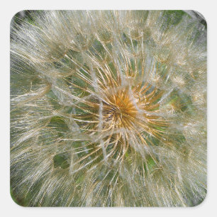 Dandelion Flower Vierkante Sticker