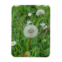 Dandelion flower wacht op wind