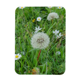 Dandelion flower wacht op wind magneet