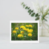 Dandelion Flowers Dandelions Yellow Green Briefkaart (Staand voorkant)