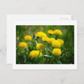 Dandelion Flowers Dandelions Yellow Green Briefkaart (Voorkant / Achterkant)