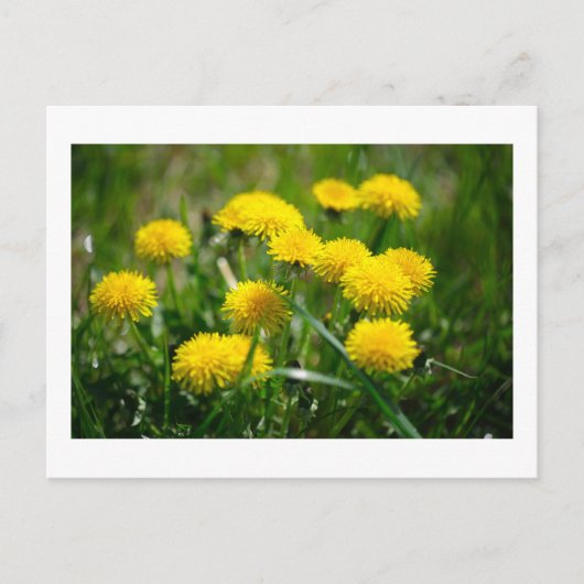 Dandelion Flowers Dandelions Yellow Green Briefkaart (Voorkant)