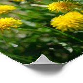 Dandelion Flowers Dandelions Yellow Green Poster (Hoek)