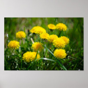 Dandelion Flowers Dandelions Yellow Green Poster