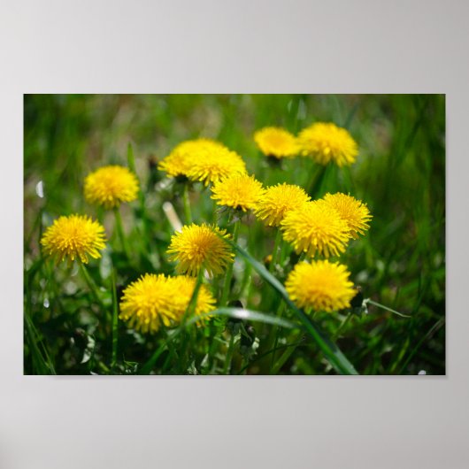 Dandelion Flowers Dandelions Yellow Green Poster (Voorkant)