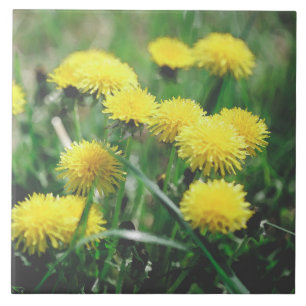 Dandelion Flowers Dandelions Yellow Green Tegeltje