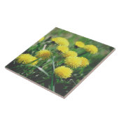 Dandelion Flowers Dandelions Yellow Green Tegeltje (Zijkant)