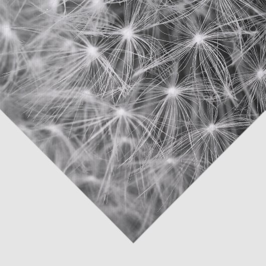 Dandelion Fluff Macro Tissuepapier (Detail)