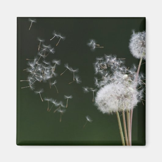 Dandelion Fluff Magneet (Voorkant)