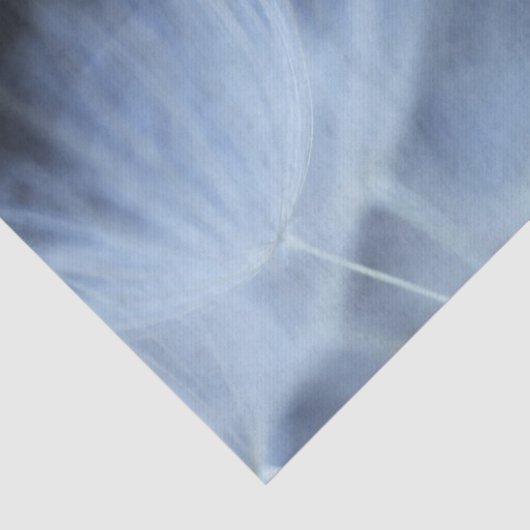 Dandelion Fluff Tissuepapier (Detail)