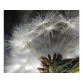 Dandelion Foto Afdruk (Voorkant)