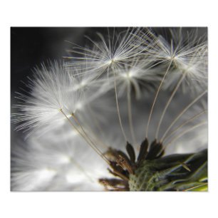 Dandelion Foto Afdruk