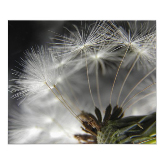 Dandelion Foto Afdruk (Voorkant)
