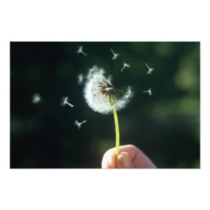 Dandelion Foto Afdruk