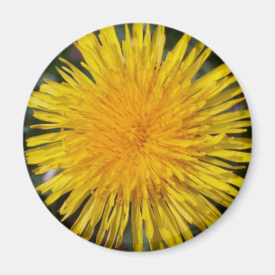 Dandelion Fridge Magnet
