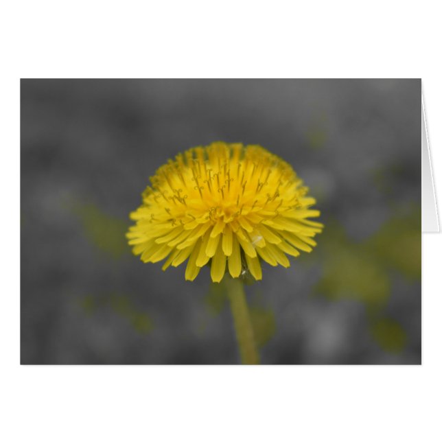 Dandelion / geïsoleerde kleur (Voorkant Horizontaal)