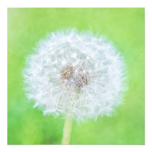 Dandelion - Gewoon wakker worden Foto Afdruk (Voorkant)