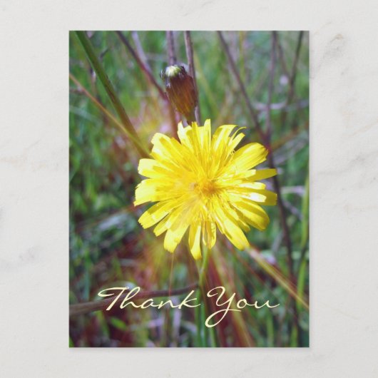 Dandelion Glow Briefkaart (Voorkant)