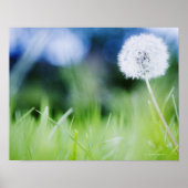 Dandelion in de weide poster (Voorkant)