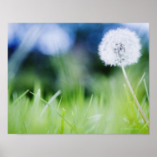 Dandelion in de weide poster (Voorkant)