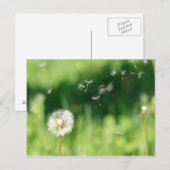 Dandelion in de wind briefkaart (Voorkant / Achterkant)