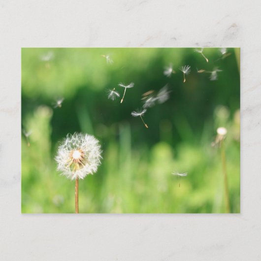 Dandelion in de wind briefkaart (Voorkant)