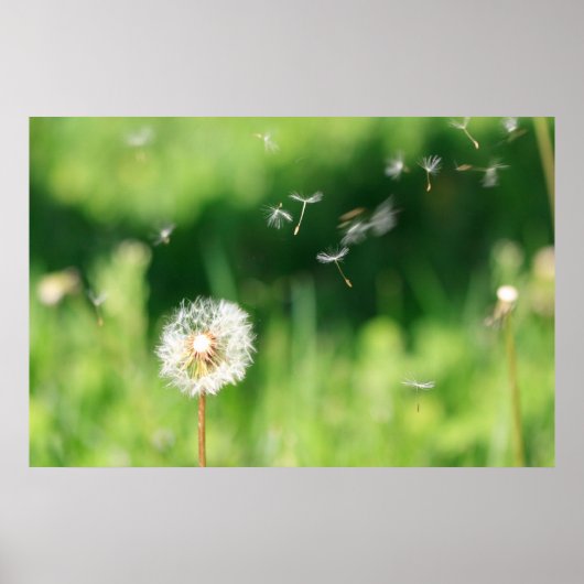 Dandelion in de wind poster (Voorkant)
