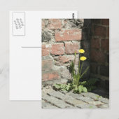 Dandelion in de zon. briefkaart (Voorkant / Achterkant)