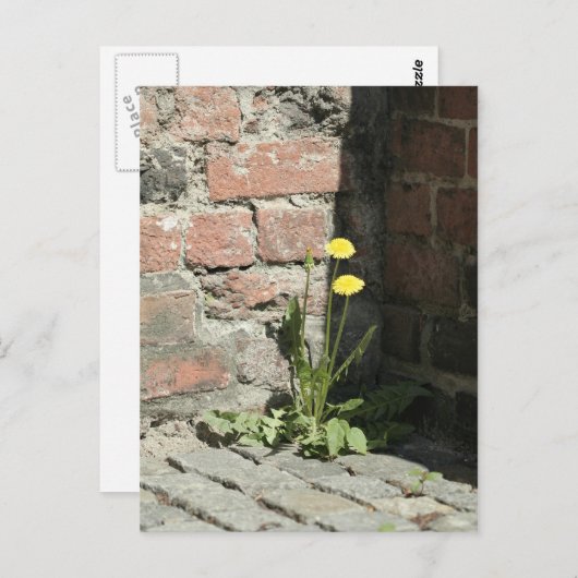 Dandelion in de zon. briefkaart (Voorkant / Achterkant)