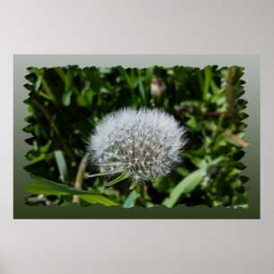 Dandelion in het gras poster
