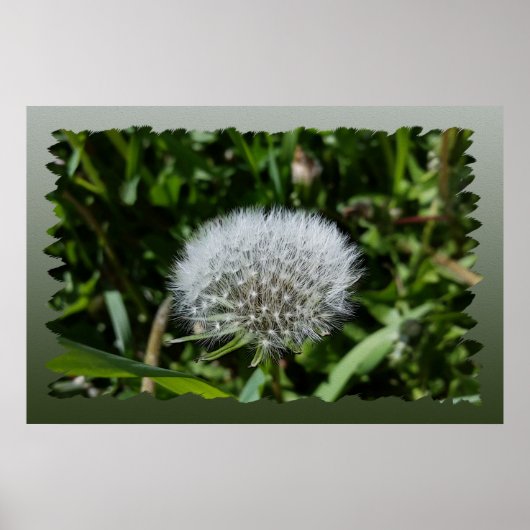Dandelion in het gras poster (Voorkant)