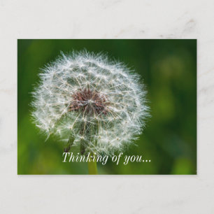 Dandelion in het licht van uw Briefkaart